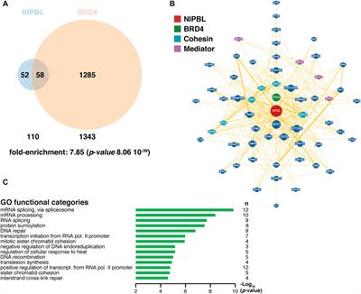 BETting on a Transcriptional Deficit as the Main Cause for Cornelia de Lange Syndrome